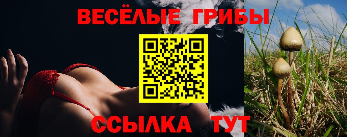 Галлюциногенные грибы Psilocybine cubensis Димитровград
